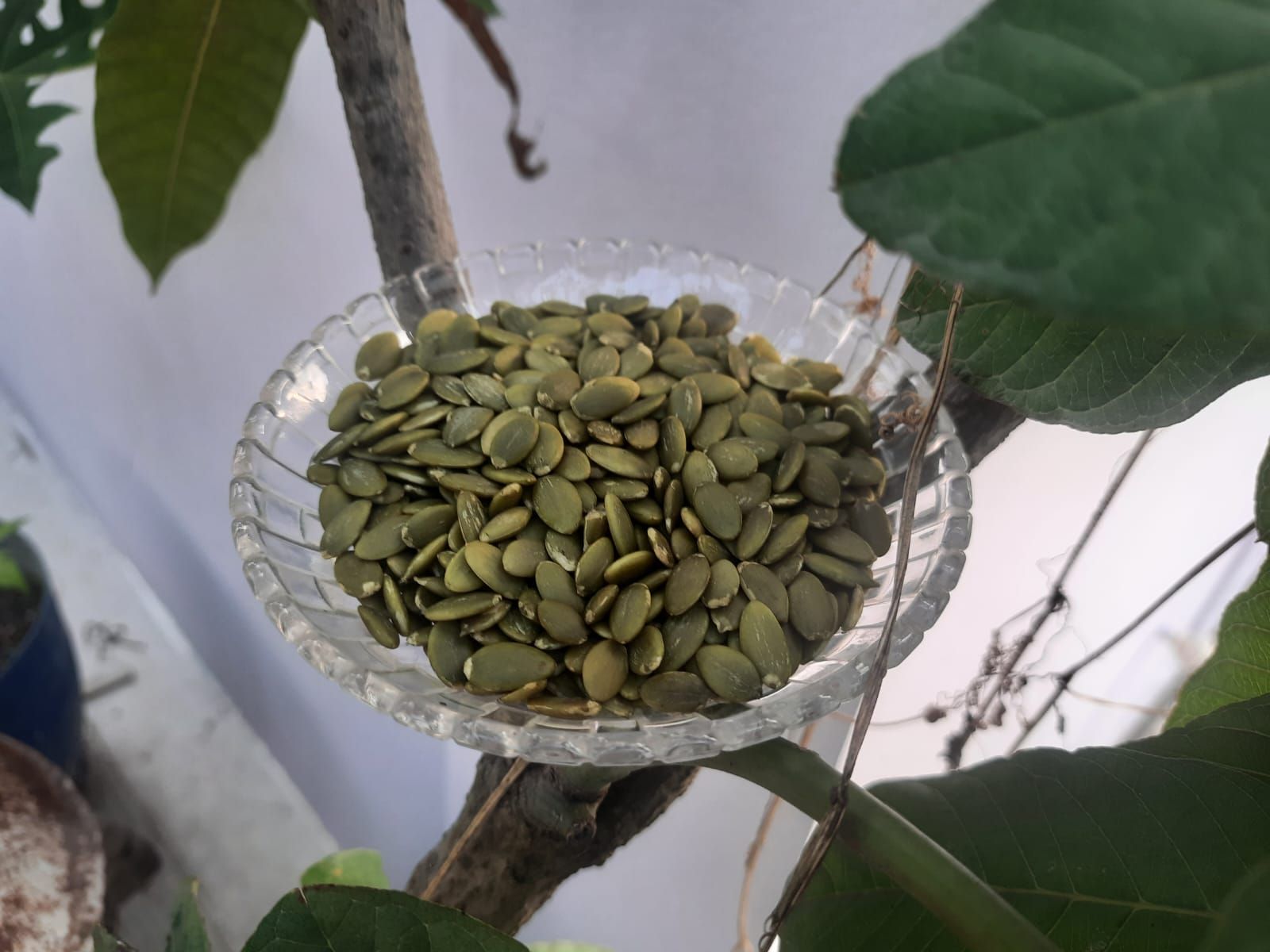 কুমড়ার বীজ