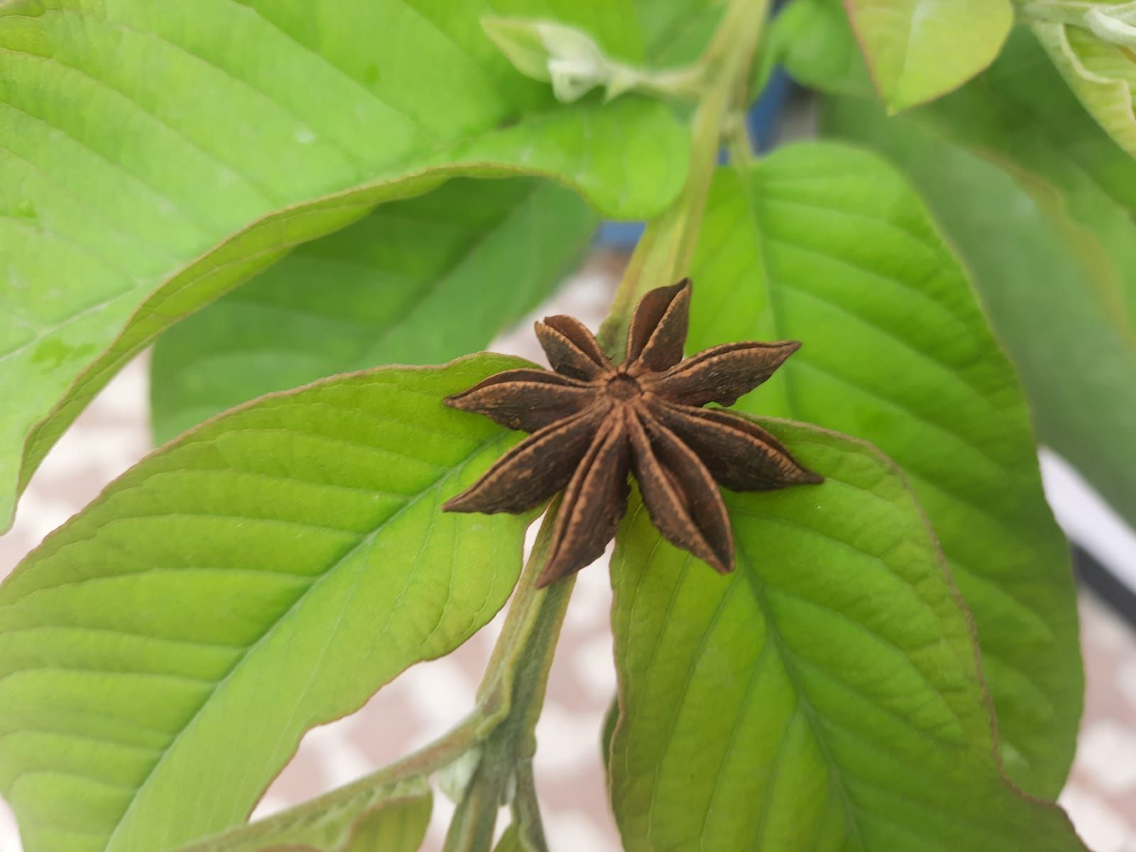 তারকা মৌরি (Star Anise) বা চক্রফুল