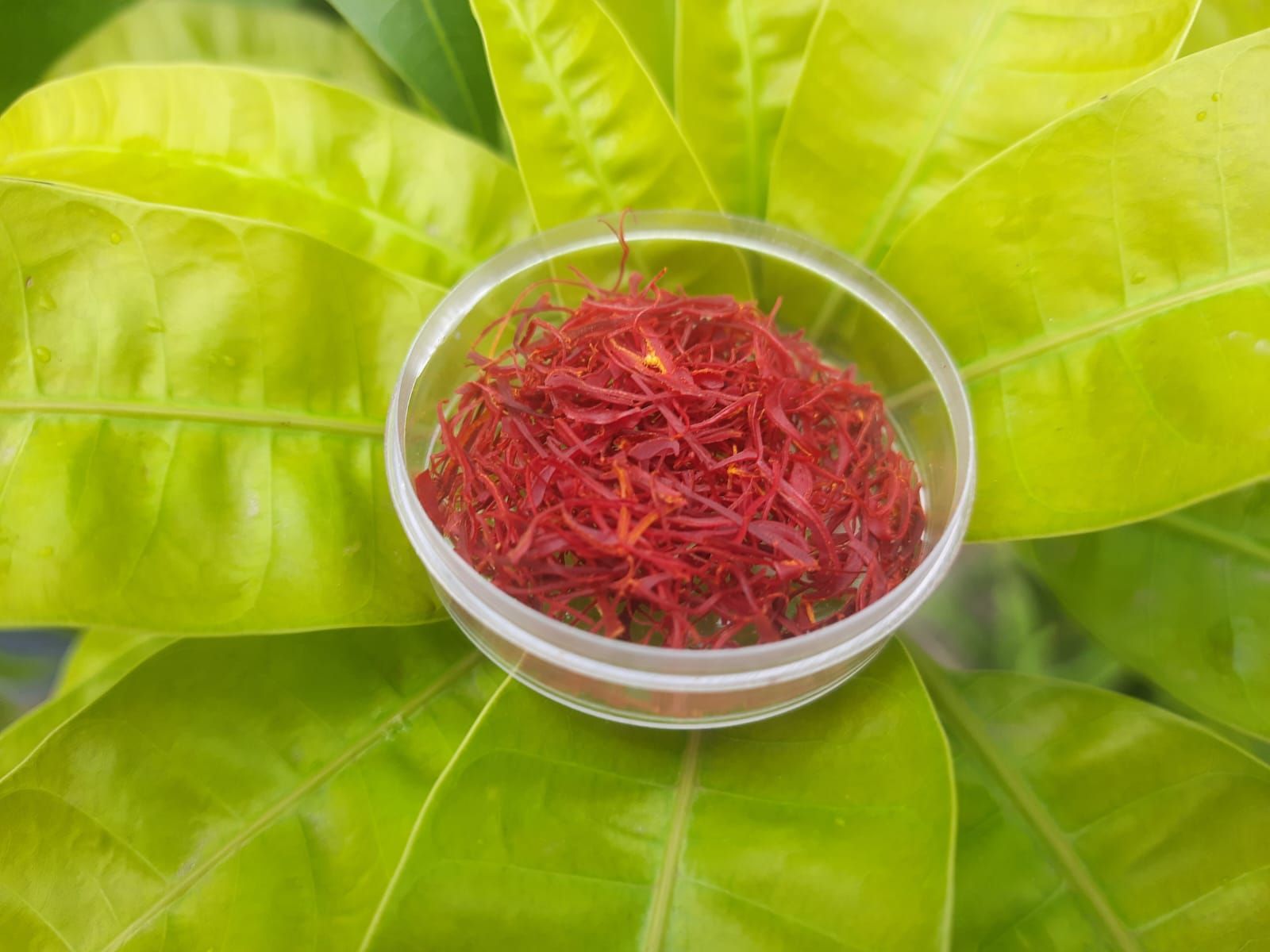 বেবি জাফরান