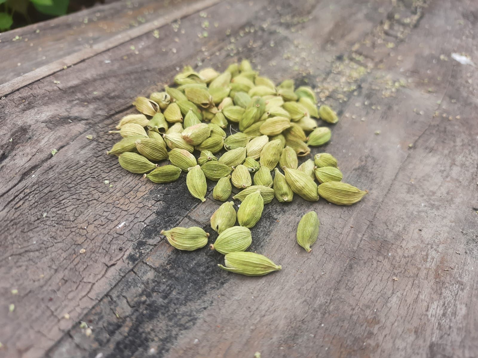 প্রিমিয়াম 9mm এলাচ