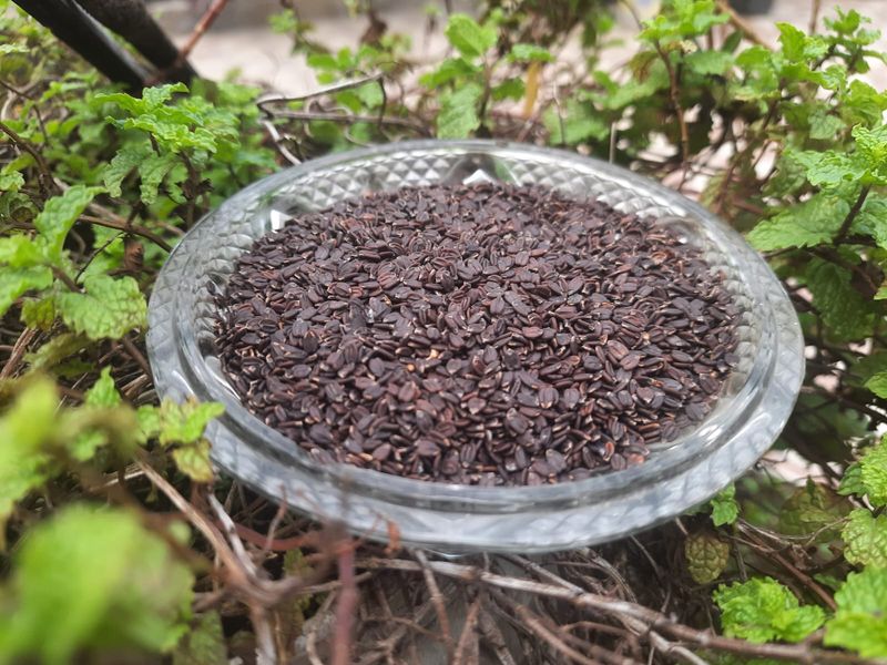 তোকমা দানা
