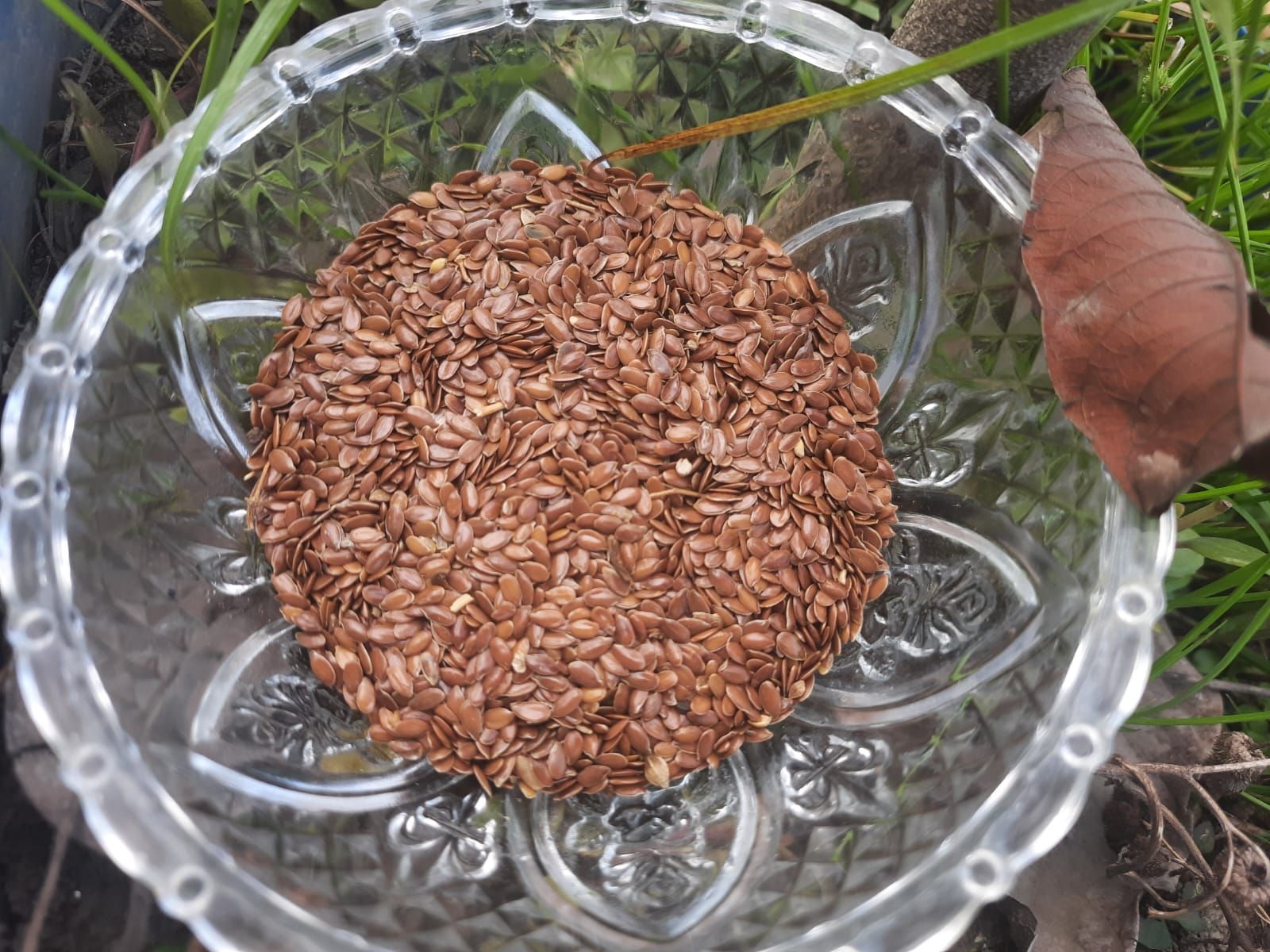তিসি বীজ