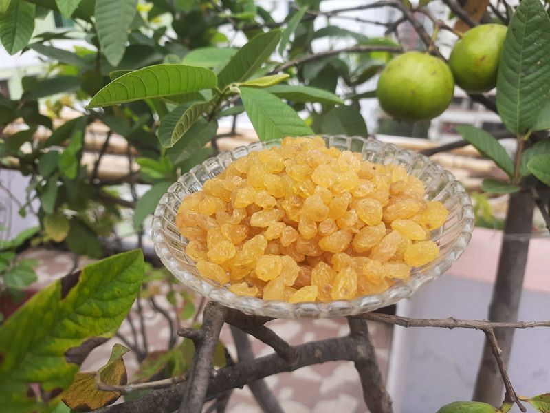 সিডলেস গোল্ডেন কিসমিস 